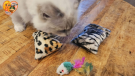 ❤️ MEEST VERKOCHT | Verrassingsset voor Katten 2 Snuffelzakjes Wild animals+ Cadeautje | Geurexplosie Editie