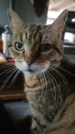 BEKEND VAN TIKTOK / Friemel– 2-delige snuffelzakjes set met catnip, valeriaan & matatabi (licht- en donkerblauw)