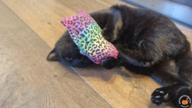 Snuffelzakjes Slaapkussen Neon pootjes (gevuld met catnip én valeriaan)