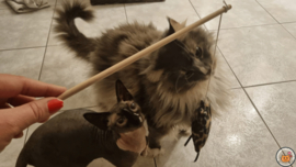 Pakmedan Hengel Wild animals (gevuld met catnip én valeriaan,  knisper en belletje) met lintjes