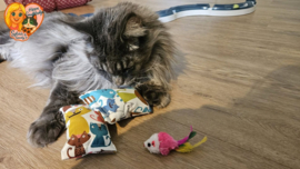 ❤️ MEEST VERKOCHT | Verrassingsset voor Katten 2 Snuffelzakjes + Cadeautje | Geurexplosie Editie