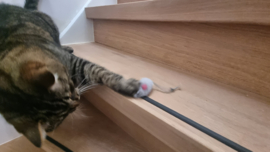 🐭 Grijs muisje met catnip – kleine muis, groot speelplezier!