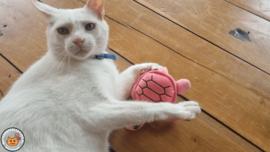 Snuffelschildpad roze (gevuld met catnip én valeriaan)