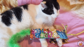 Dubbelzijdig snuffelzakje gym Plezier met lintjes en staart (gevuld met catnip én valeriaan )