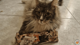 STUNTAANBIEDING MAANDAG Snuffelzak Gym XXL  Knappe kat (gevuld met catnip)
