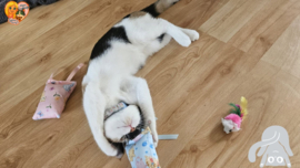 VOOR KITTEN / 3-delige Kittenset | 2 Geurexplosie  Snuffelzakjes & Speelmuis 😻