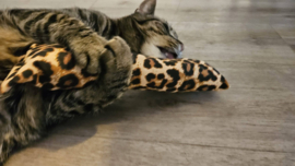 GROOT KATTENSPEELGOED met Tijgerprint/ 😺🐾 Snuffelzak Gym XXL- Gevuld met catnip, valeriaan en matatabi 🐾😸