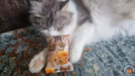 NIEUW/ Snuffelzakje Knappe rode katten (gevuld met geurexplosie)