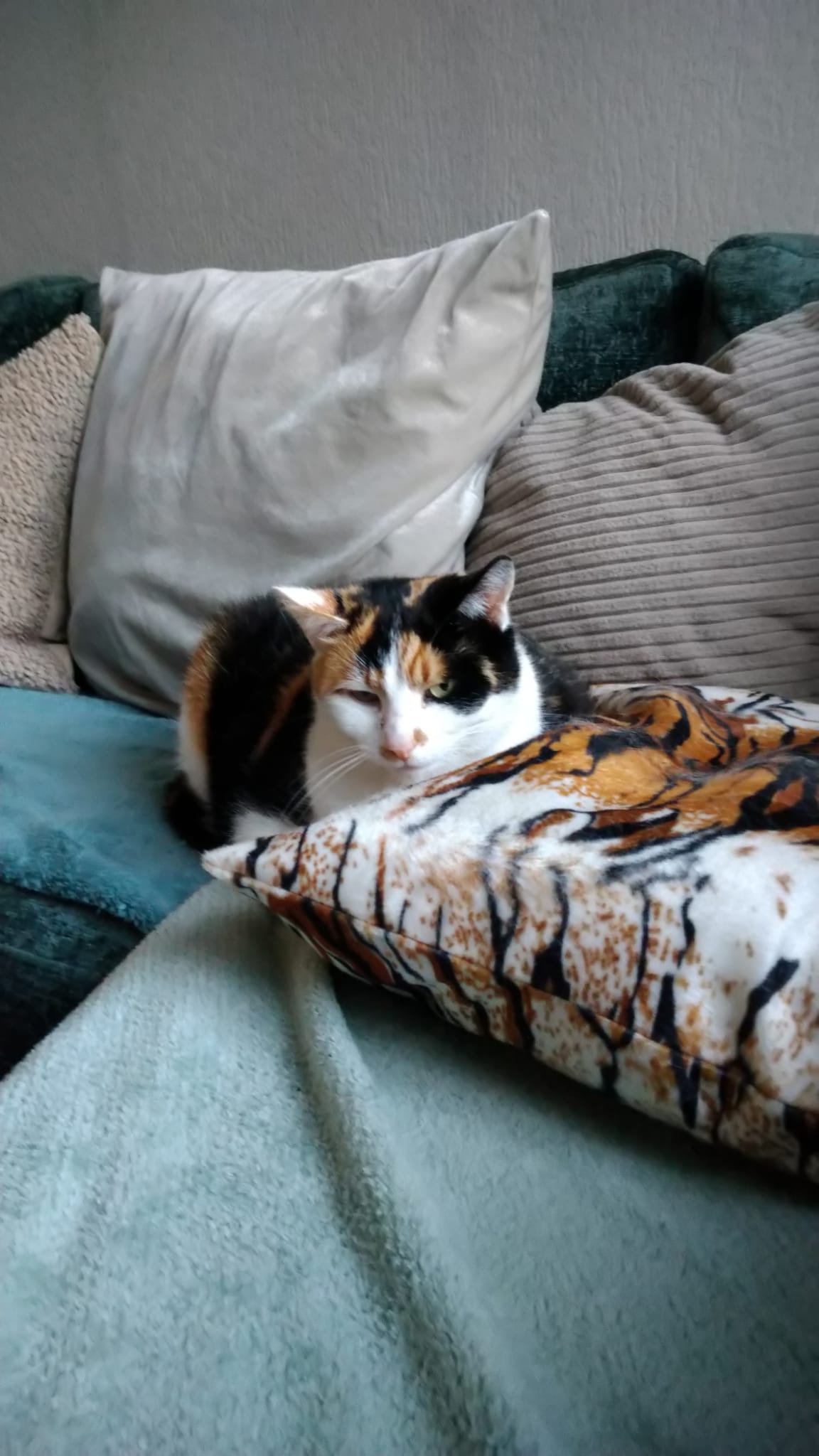 NIEUW/ SnuffelKUSSEN Tijger (gevuld met geurexplosie)
