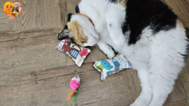 ❤️ MEEST VERKOCHT | Verrassingsset voor Katten 2 Snuffelzakjes + Cadeautje | Geurexplosie Editie