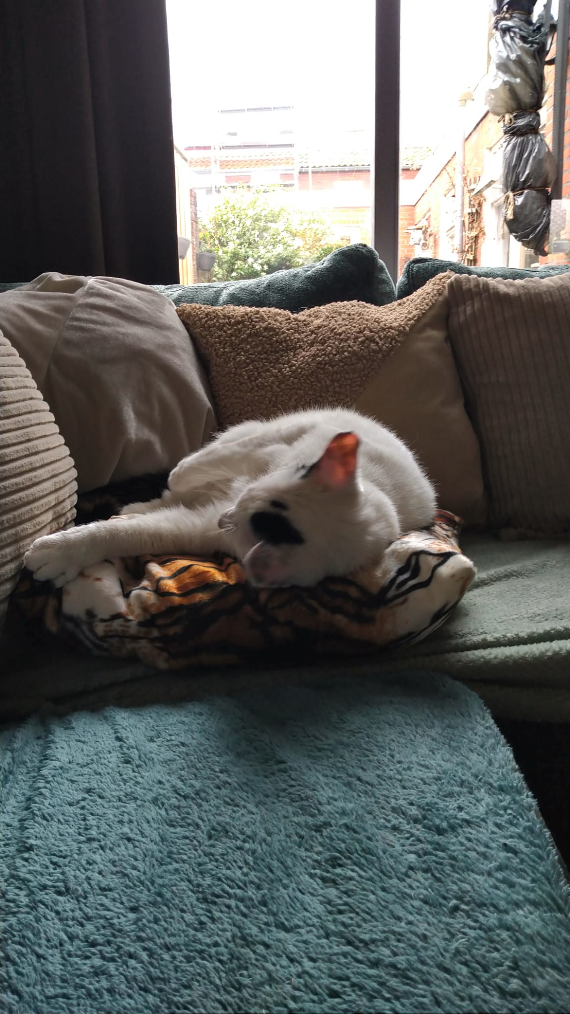 NIEUW/ SnuffelKUSSEN Tijger (gevuld met geurexplosie)