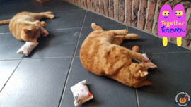 Purrfect Twins: De 4-delige Snuffelzakjes Set voor Twee Katten