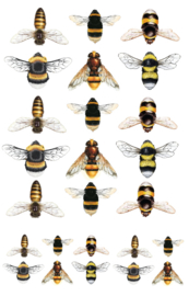 Beautiful bees