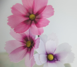 Make a Cosmos Flower kit