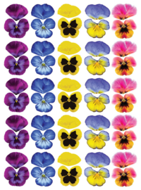 Make a Pansy Flower kit