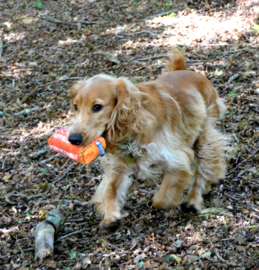 Bark & Shuffle
