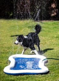 Quapas dog splash