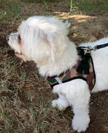 Curli Vest Harness Air-Mesh