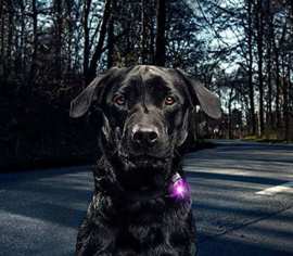 Orbiloc Dog Dual Veiligheidslamp Led