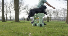 Dog Agility