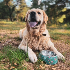 Paw Story Avenue Classic Bowl - Atlas Green