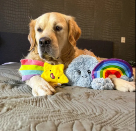 Paw Story Rainbow Ray
