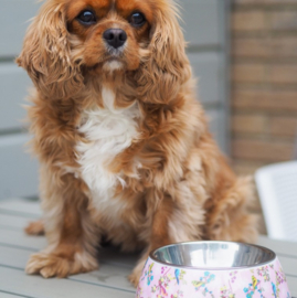 Paw Story Avenue Classic Bowl - Rosy Paradise