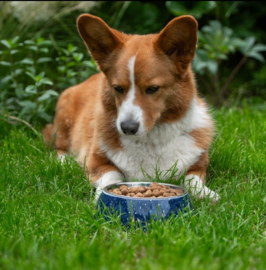Paw Story Avenue Classic Bowl - Midnight Blue