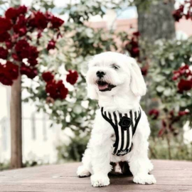 Striped Black & White Harnas - Barcelona Dogs