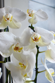 Wax Melt met geurparfum "Orchidee"