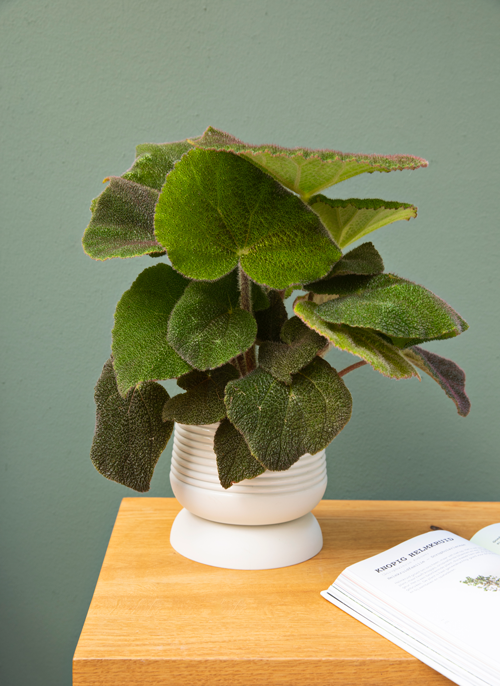 RIBBEL grote pot