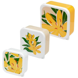 Lunchbox Florens Hesperantha XL !