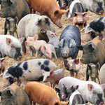 New Pigs Brown