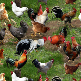 Chickens Green