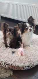 Mila en Sensi zijn zoals gewoonlijk ook weer super verwend!