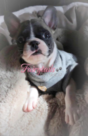 Frenchie van Roseanne, heerlijk stoer hondje met een stoer truitje van For Pets Only♥