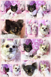 Lady & Daisy zijn mega verwend door hun baasje Wendy! Beide 2 super mooie FPO truitjes!