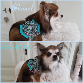 Knappe Chanel laat hier zien dat een strik prima kan voor een reutje, prachtig staat het!