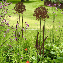 Agapanthus tuinsteker met blad XL. 137 x 32 cm. Roest Metaal Decoratie