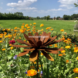 Goudsbloem (Calendula) tuinsteker L, 25 x 130 cm, Roest Metaal Decoratie