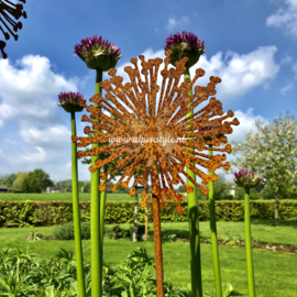 Allium bloem (XL) tuinsteker 120 x 30 cm. Roest metaal decoratie