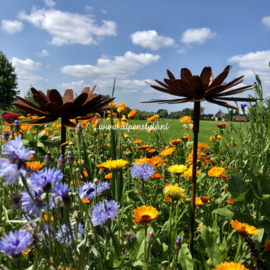 Goudsbloem (Calendula) tuinsteker L, 25 x 130 cm, Roest Metaal Decoratie