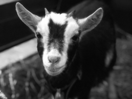 Hulp voor dieren uit Oekraïne (Gesloten.. €316,- is gedoneerd!) 