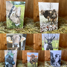 Set van 7 wenskaarten AlpenStyle