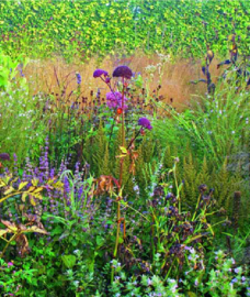 Plannen en planten: een nieuw perspectief