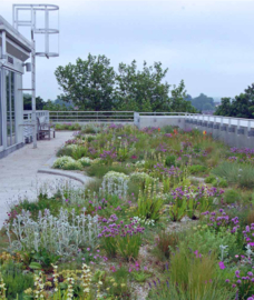 Plannen en planten: een nieuw perspectief