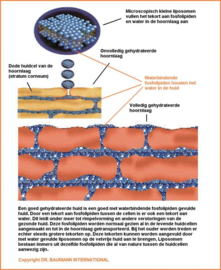 Liposome Multi Active Essential