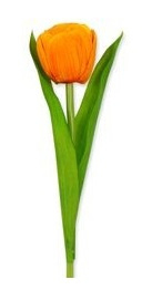 Oranje tulp