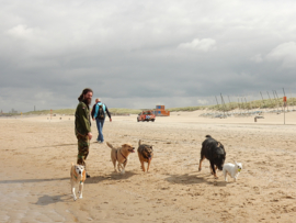 Reiki voor de hond, enkele sessie