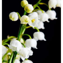 Dames parfum | SEDUCCION - 15 ml.